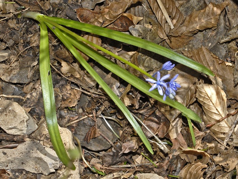 Hyacinthoides italica